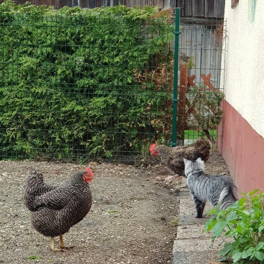 Zajček Apartma with sauna Mojstrana Bagian luar foto